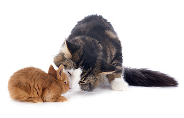 Image showing maine coon cat and bunny