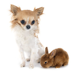 Image showing young rabbit and chihuahua