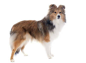 Image showing shetland dog