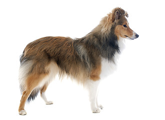 Image showing shetland dog