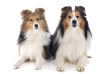 Image showing shetland dogs