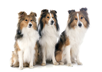 Image showing shetland dogs