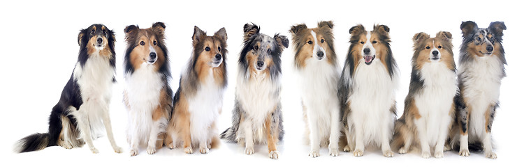 Image showing shetland dogs