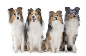 Image showing shetland dogs