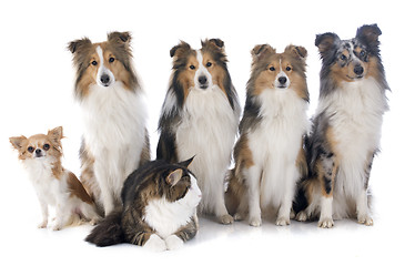 Image showing dogs and cat