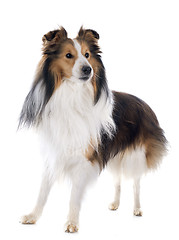 Image showing shetland dog