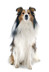 Image showing shetland dog