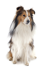 Image showing shetland dog