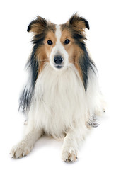 Image showing shetland dog