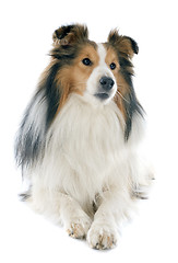 Image showing shetland dog