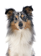 Image showing shetland dog