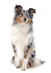 Image showing shetland dog