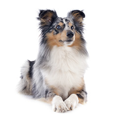 Image showing shetland dog