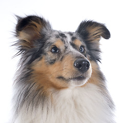 Image showing shetland dog