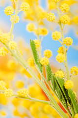 Image showing blossoming mimosa, a close up