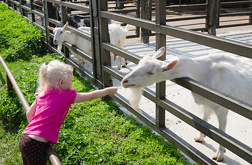 Image showing The little girl feeds goats on a farm