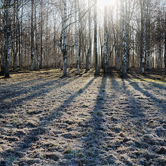 Image showing Birch wood in the spring