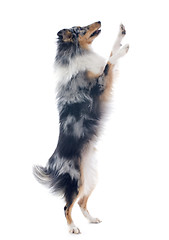 Image showing shetland dog