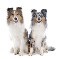 Image showing shetland dogs