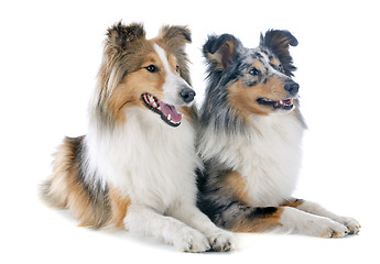 Image showing shetland dogs