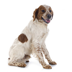 Image showing brittany spaniel