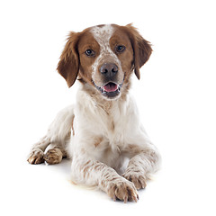 Image showing brittany spaniel