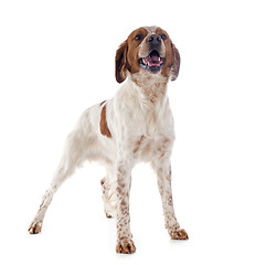 Image showing brittany spaniel