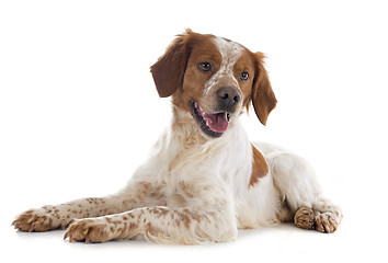 Image showing brittany spaniel