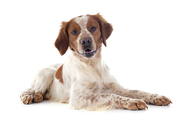 Image showing brittany spaniel