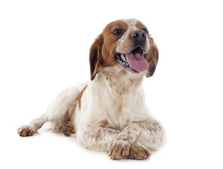 Image showing brittany spaniel