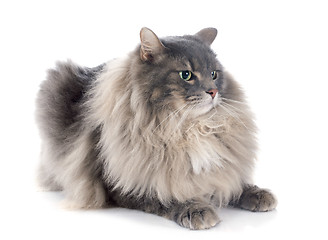 Image showing persian cat