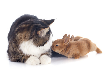 Image showing maine coon cat and bunny