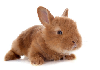 Image showing young rabbit
