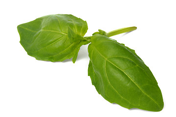 Image showing Basil leaves on white