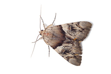 Image showing Light Crimson Underwing moth