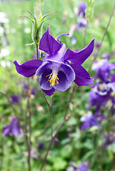 Image showing Beautiful flower of Aquilegia