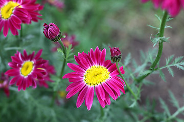 Image showing Beautiful pyrethrum flowers