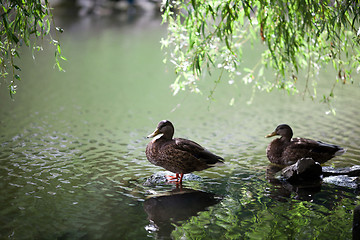 Image showing Ducks in park