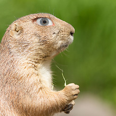 Image showing Prairie dog with a human eye