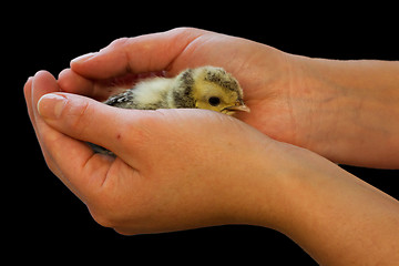 Image showing Chick on hand