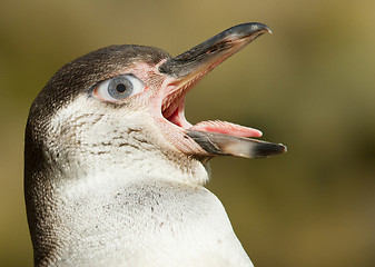 Image showing Humboldt penguin with a human eye