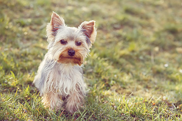 Image showing Cute small yorkshire terrier