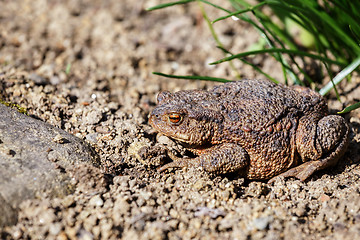 Image showing brown toad in the garden