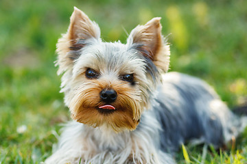 Image showing Cute small yorkshire terrier