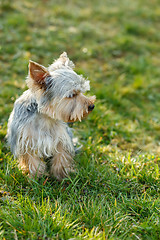 Image showing Cute small yorkshire terrier