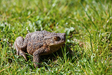 Image showing brown toad in the garden