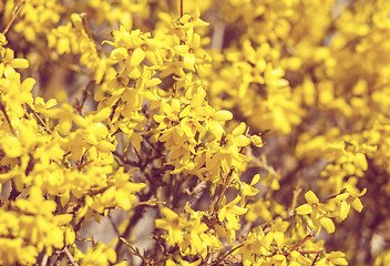 Image showing Yellow flower Forsythia