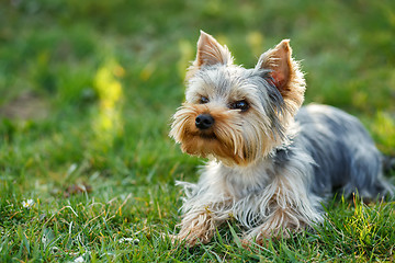 Image showing Cute small yorkshire terrier