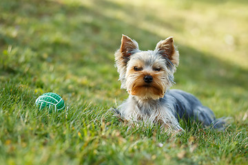 Image showing Cute small yorkshire terrier