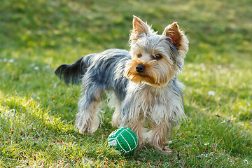 Image showing Cute small yorkshire terrier